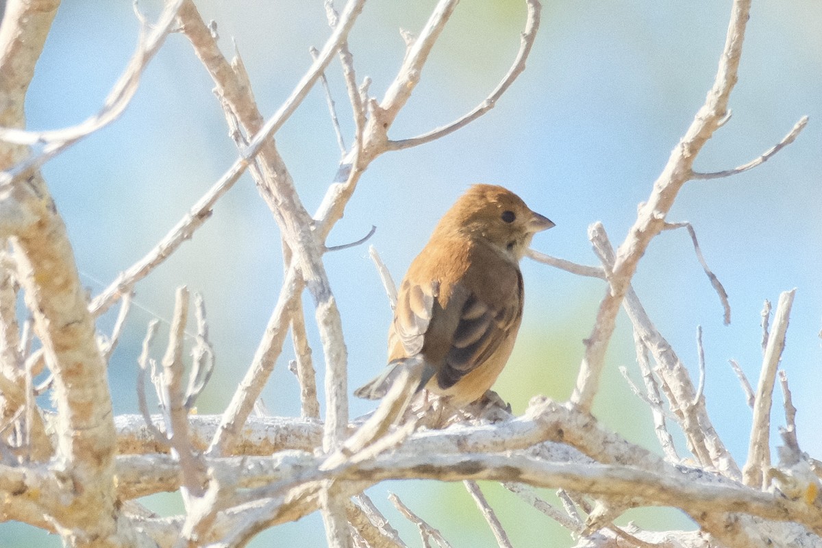 Индиговый колорин - ML645372743