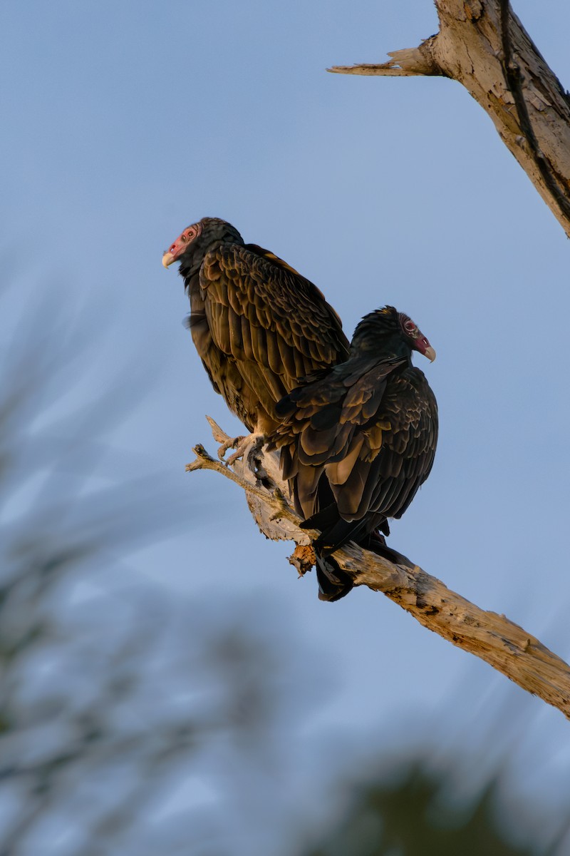 Urubu à tête rouge - ML645372764