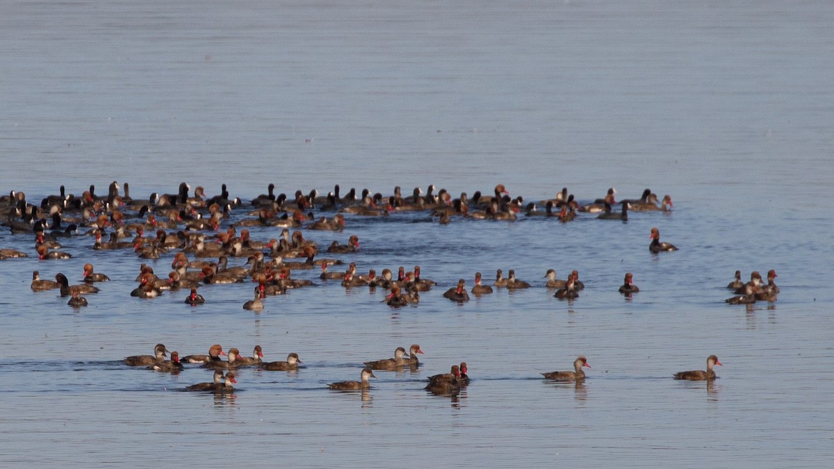 Red-crested Pochard - ML645372769