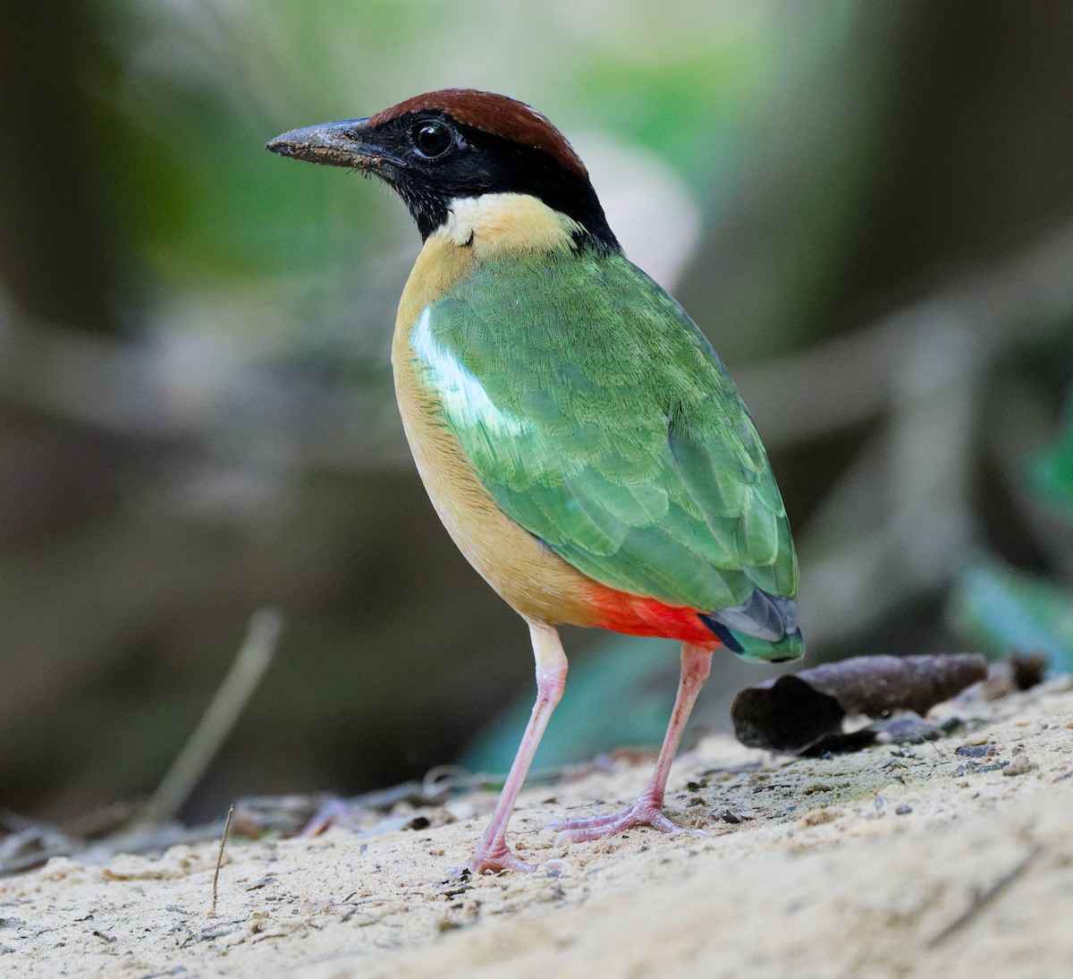 Brève versicolore - ML645372779