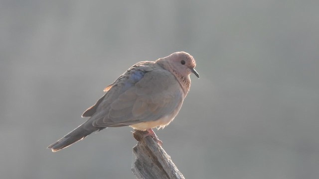 Laughing Dove - ML645372783