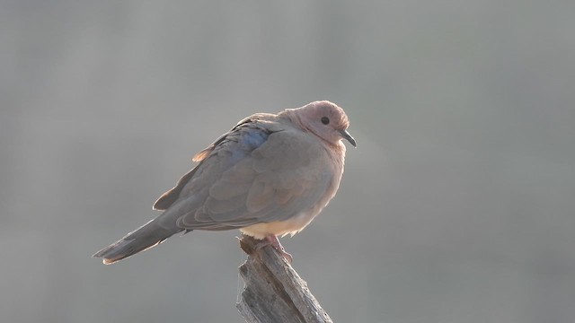 Laughing Dove - ML645372784