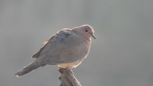 Laughing Dove - ML645372785
