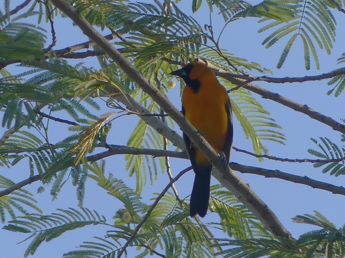 Altamira Oriole - ML645372786