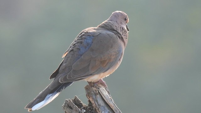 Laughing Dove - ML645372787