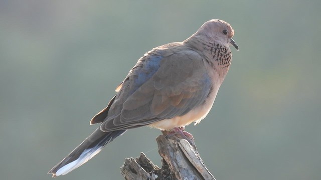Laughing Dove - ML645372788