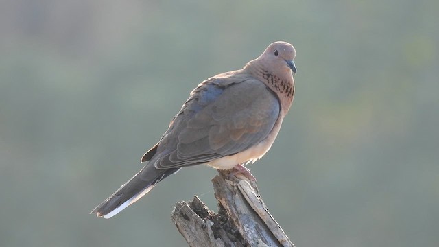 Laughing Dove - ML645372789