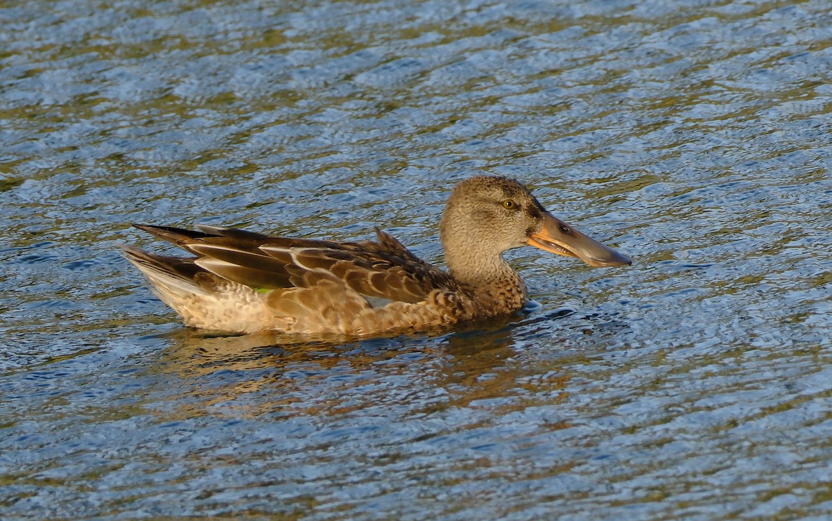 Халбага нугас - ML645372802