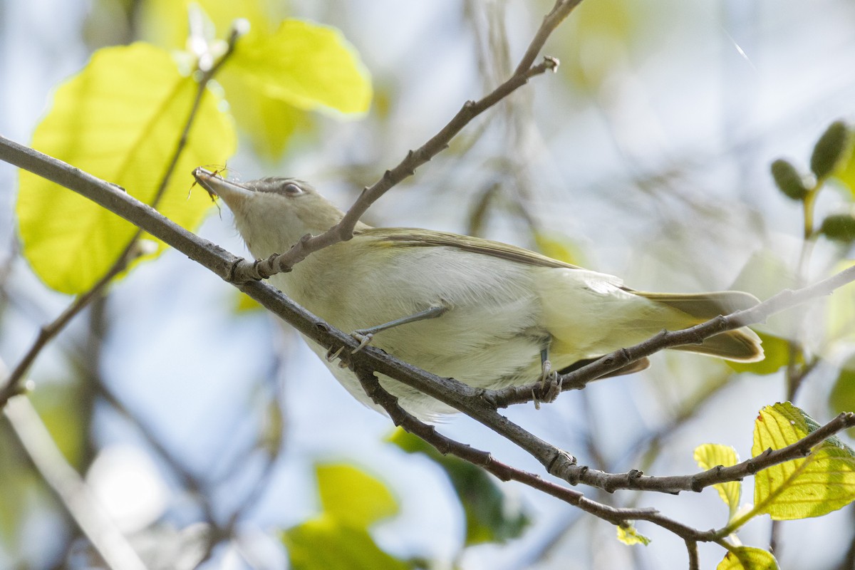 Красноглазый виреон - ML645372804