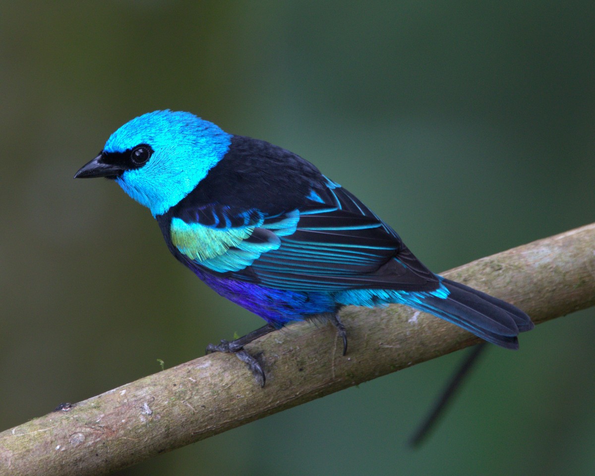 Лазурноголовая танагра - ML645372809