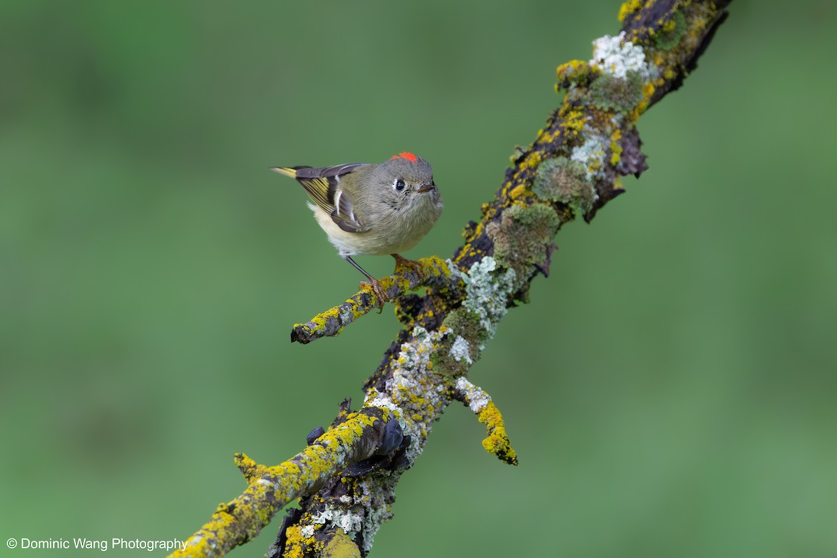 Золотомушка рубіновочуба - ML645372817