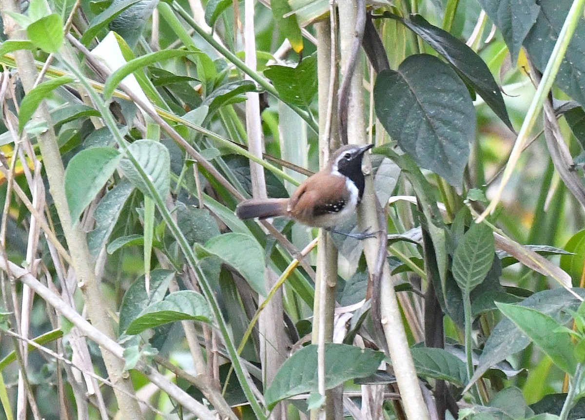 Ржавчатый муравьелов - ML645372821