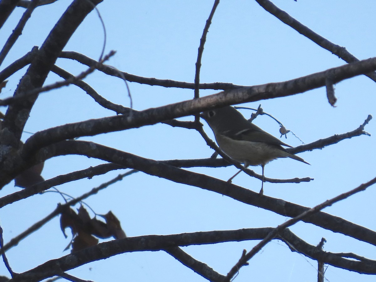 Золотомушка рубіновочуба - ML645372822