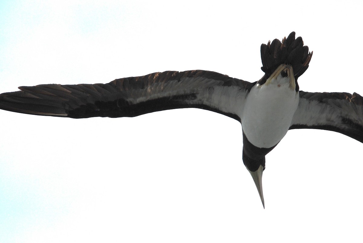 Cocos Booby - ML645372826