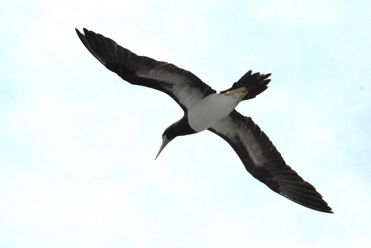 Cocos Booby - ML645372827