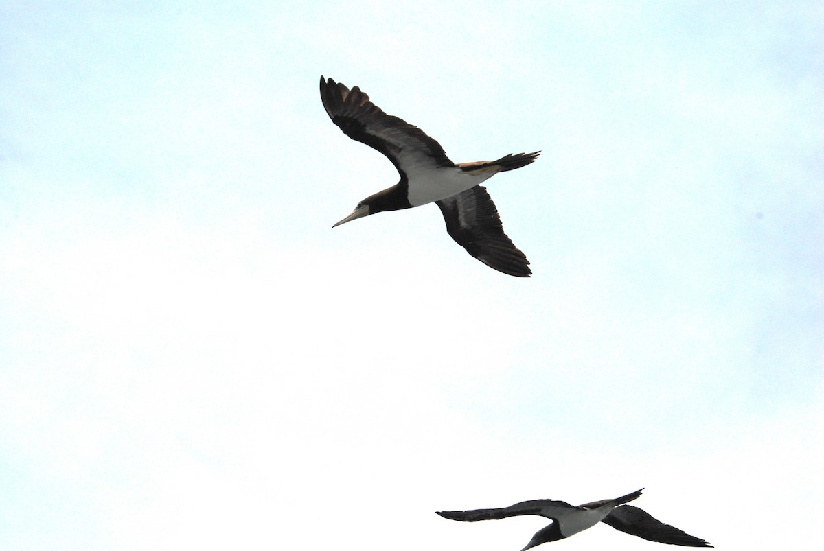 Cocos Booby - ML645372828