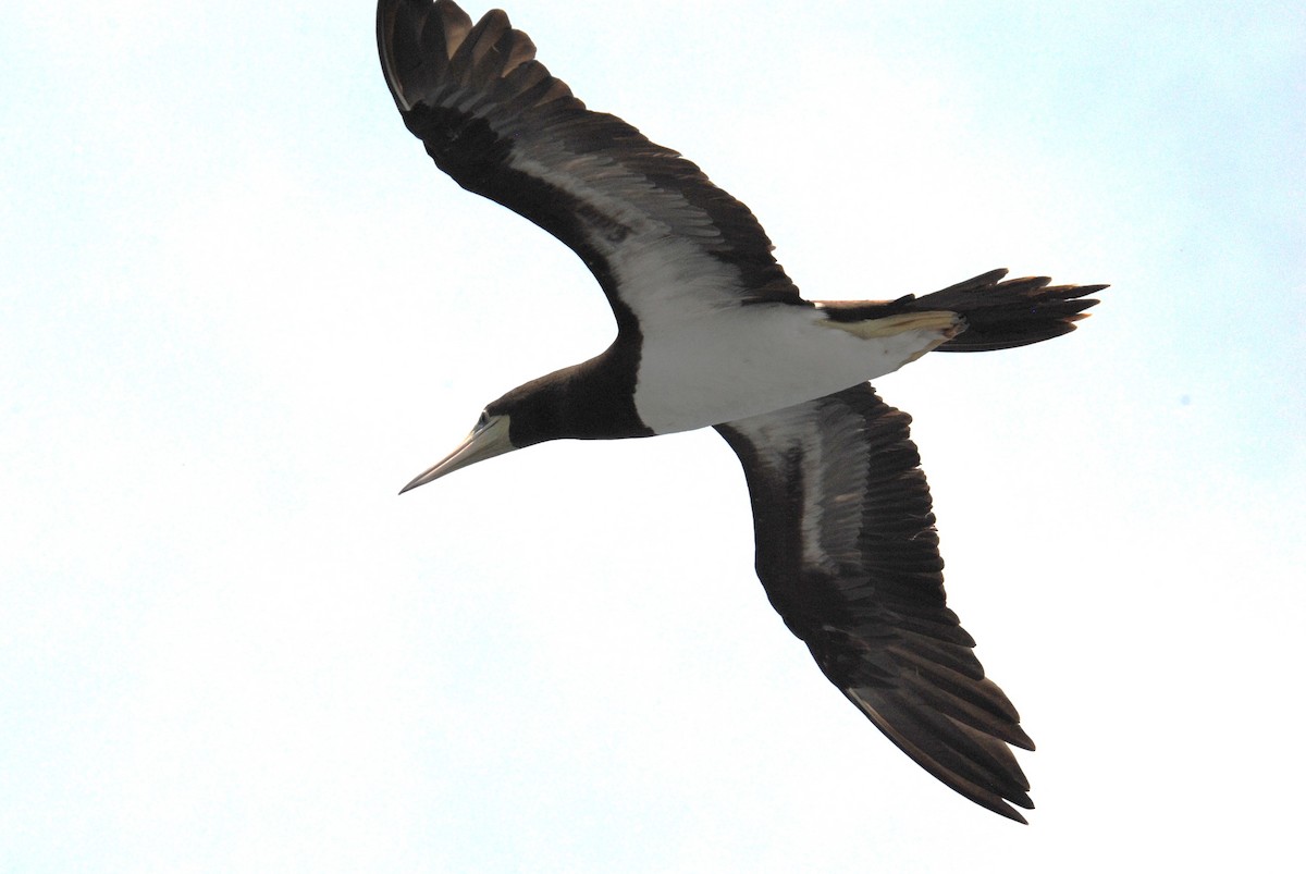 Cocos Booby - ML645372829