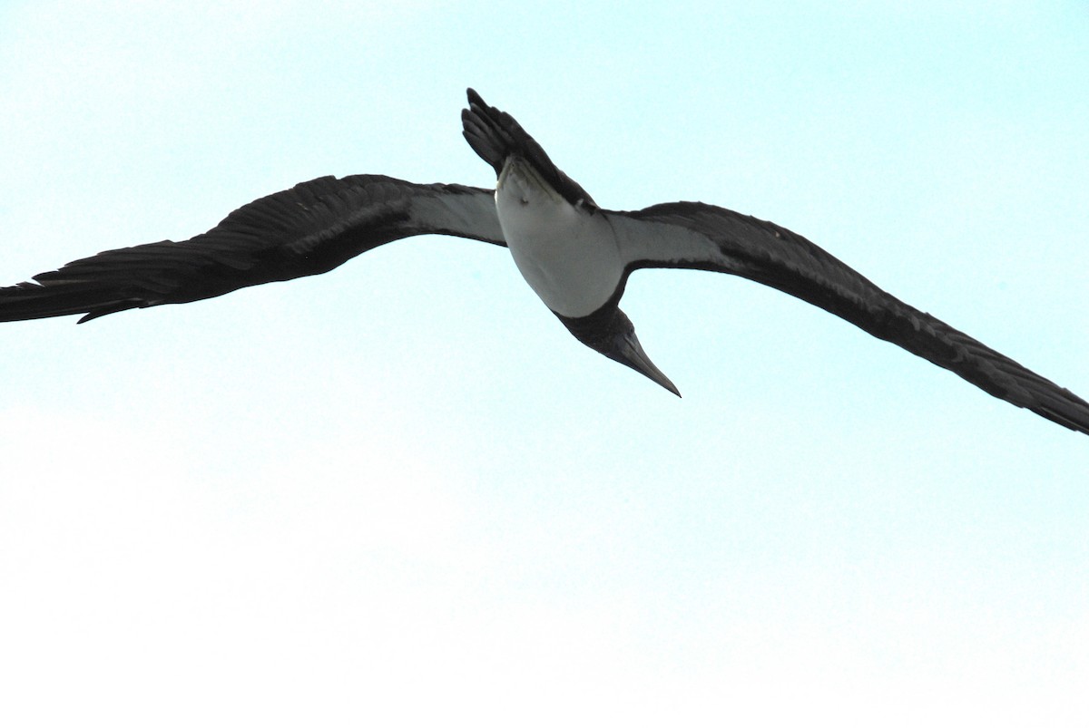 Cocos Booby - ML645372830