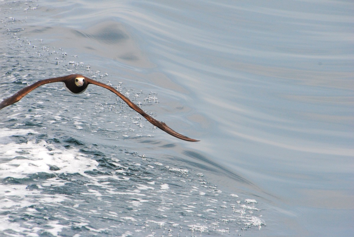 Cocos Booby - ML645372831