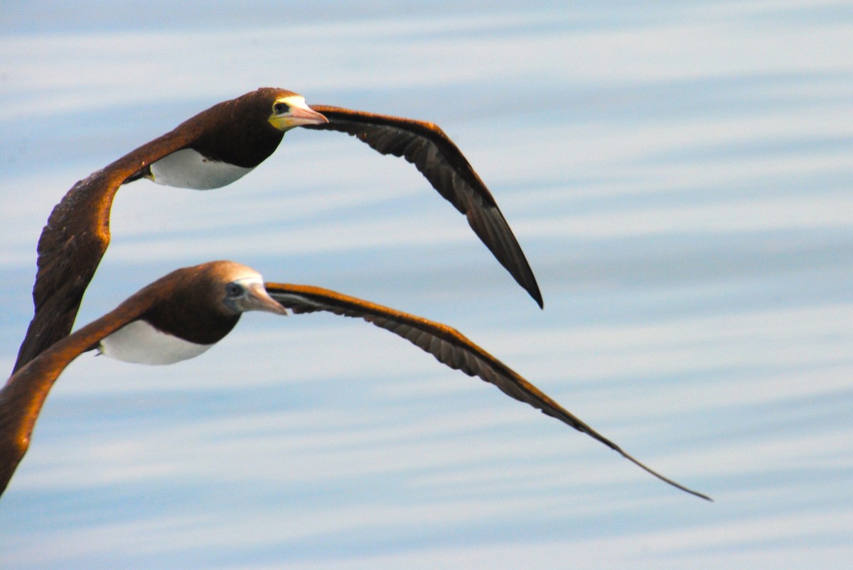 Cocos Booby - ML645372832