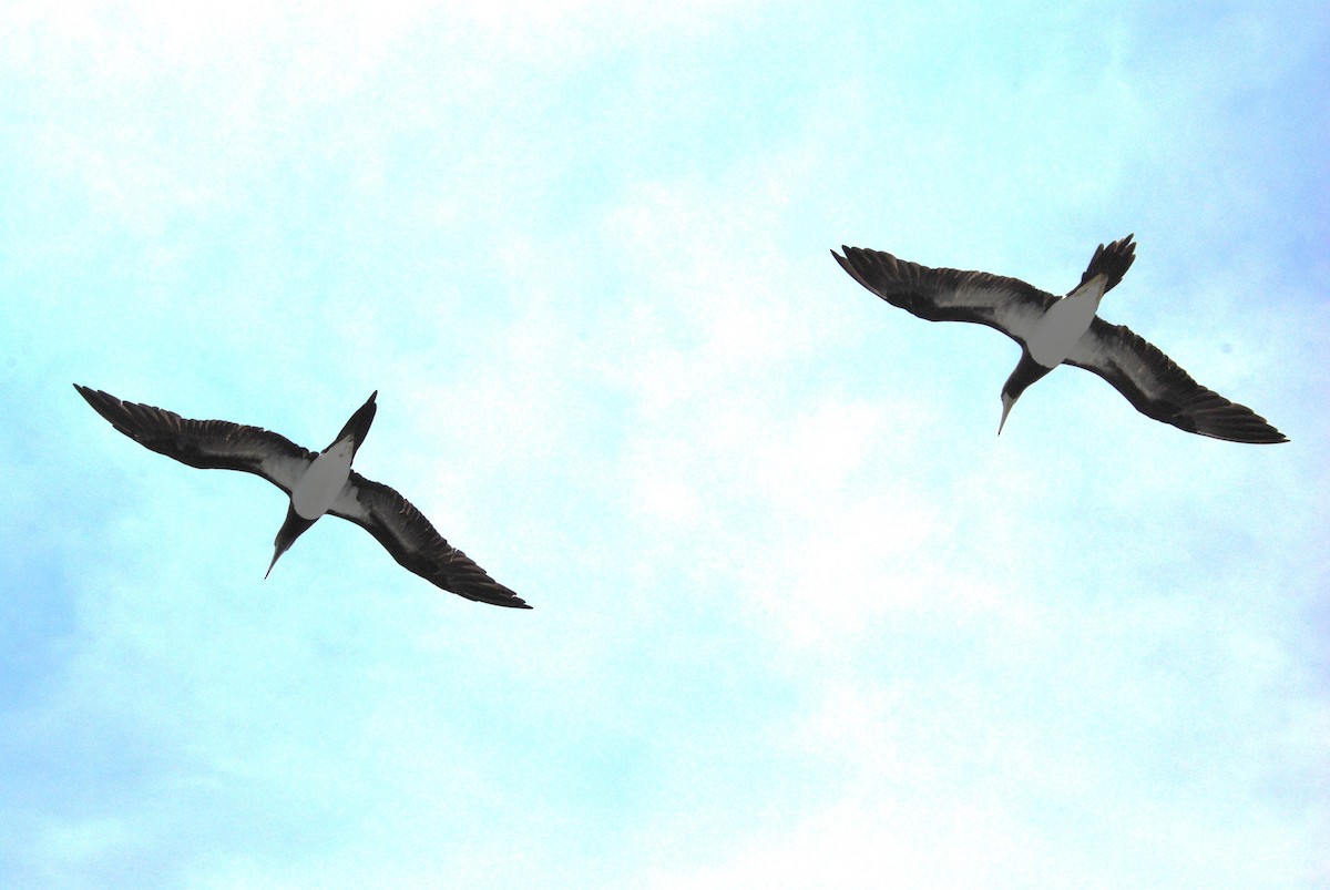 Cocos Booby - ML645372833