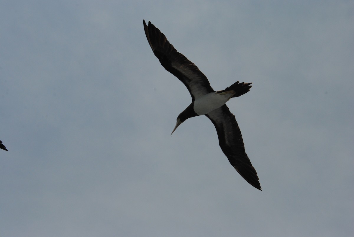 Cocos Booby - ML645372834