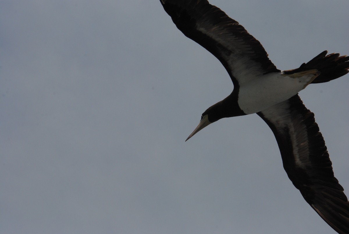 Cocos Booby - ML645372835