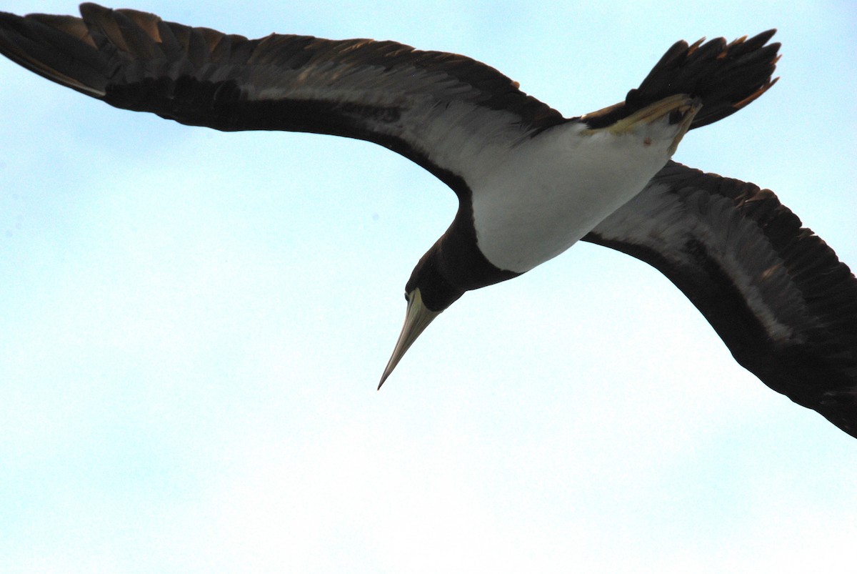 Cocos Booby - ML645372836