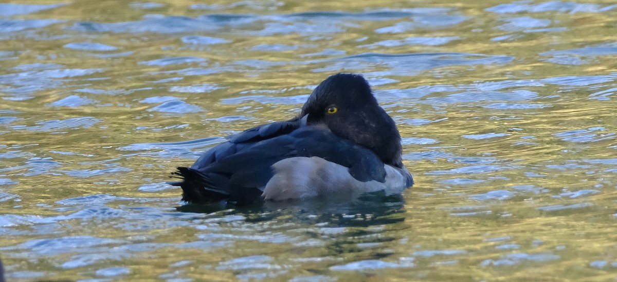 Ring-necked Duck - ML645372843