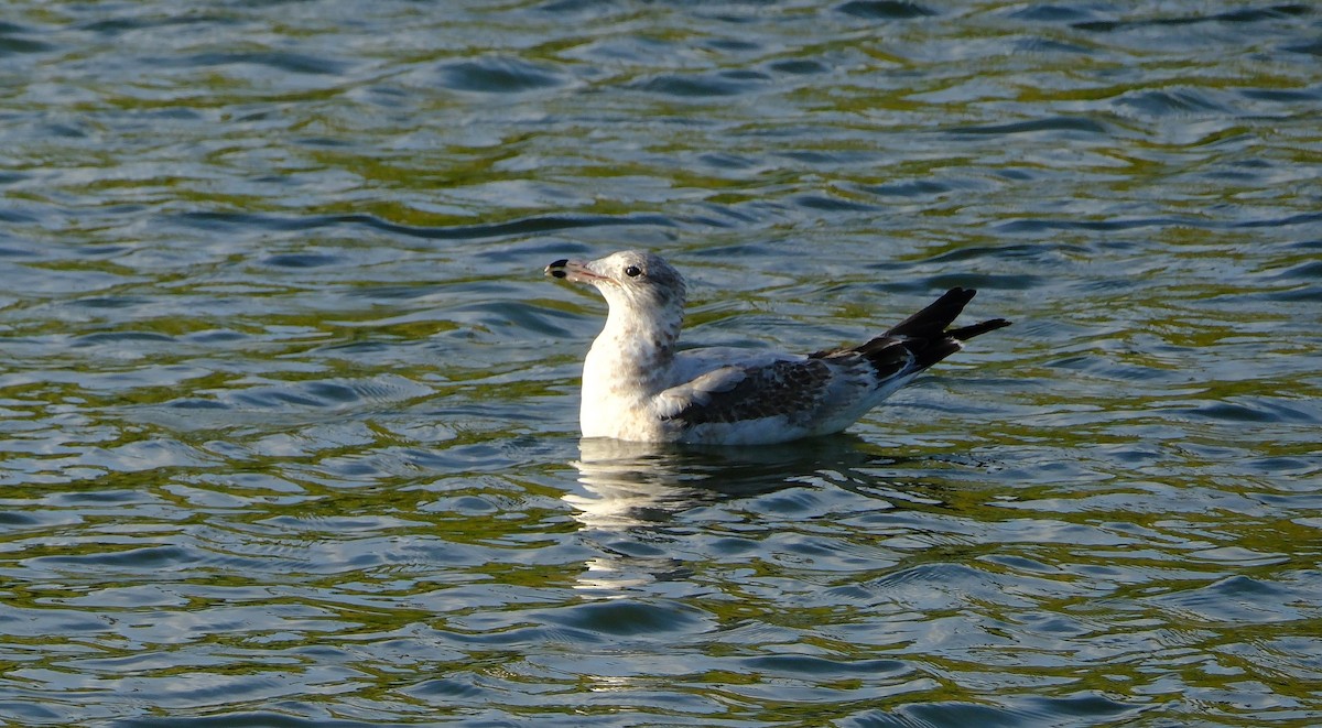 Ring-billed Gull - ML645372852