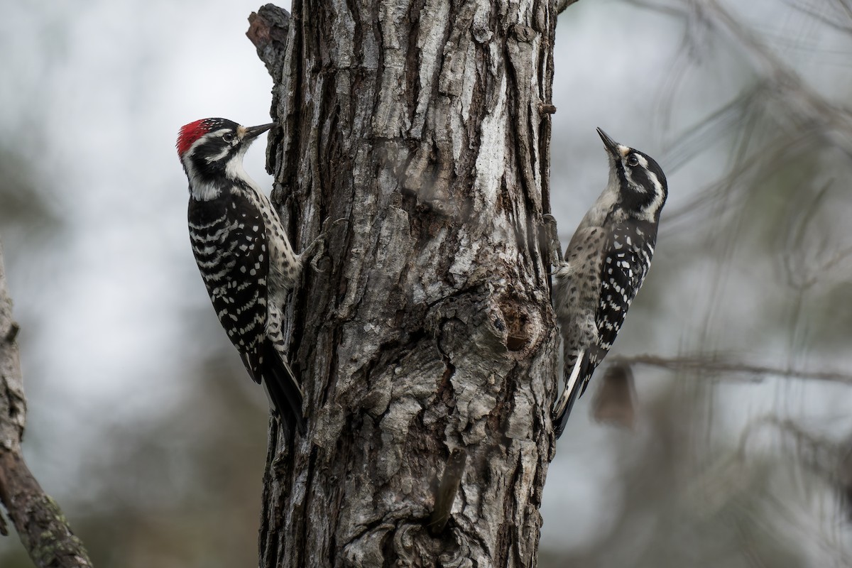 Nuttall's Woodpecker - ML645372855