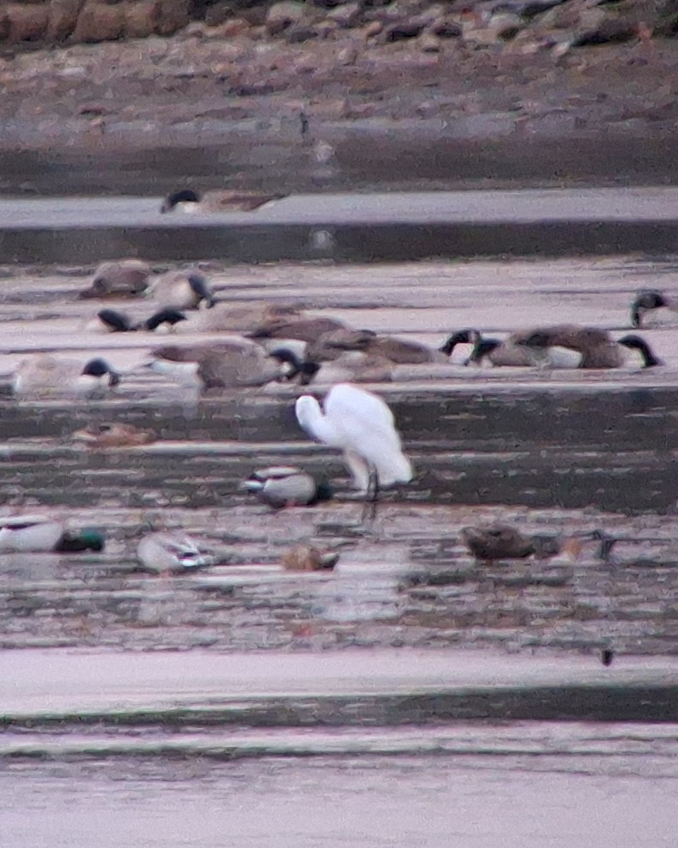 volavka bílá - ML645372875