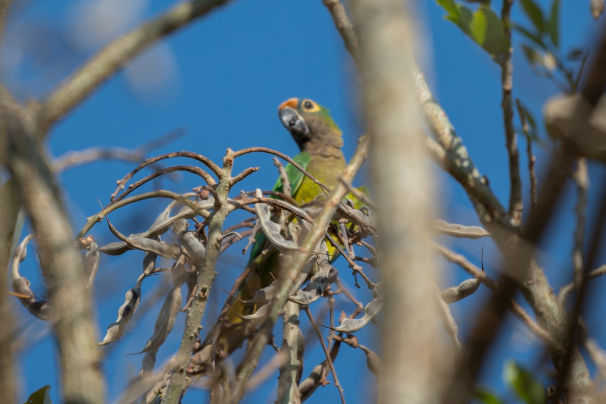 Peach-fronted Parakeet - ML645372877