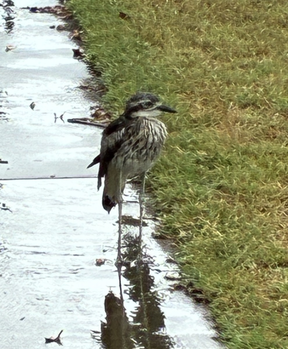 Bush Thick-knee - ML645372880
