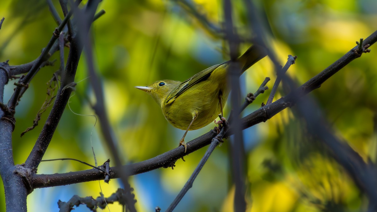 Northern Yellow Warbler - ML645372881