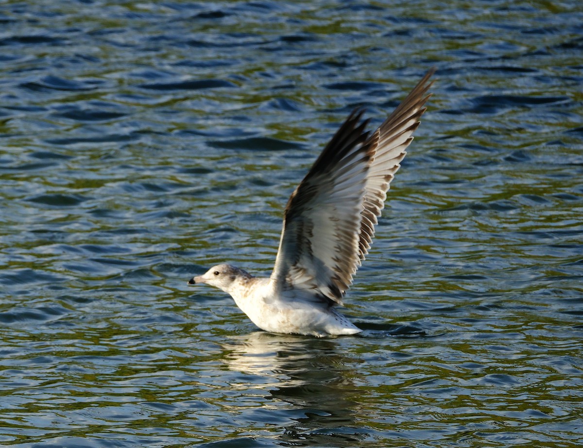 Ring-billed Gull - ML645372884