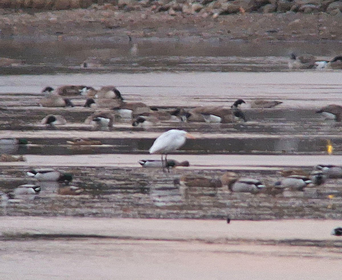 volavka bílá - ML645372894