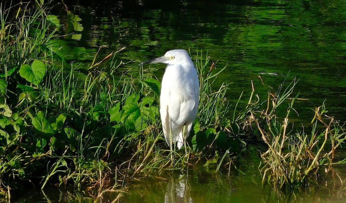 Little Blue Heron - ML645372895