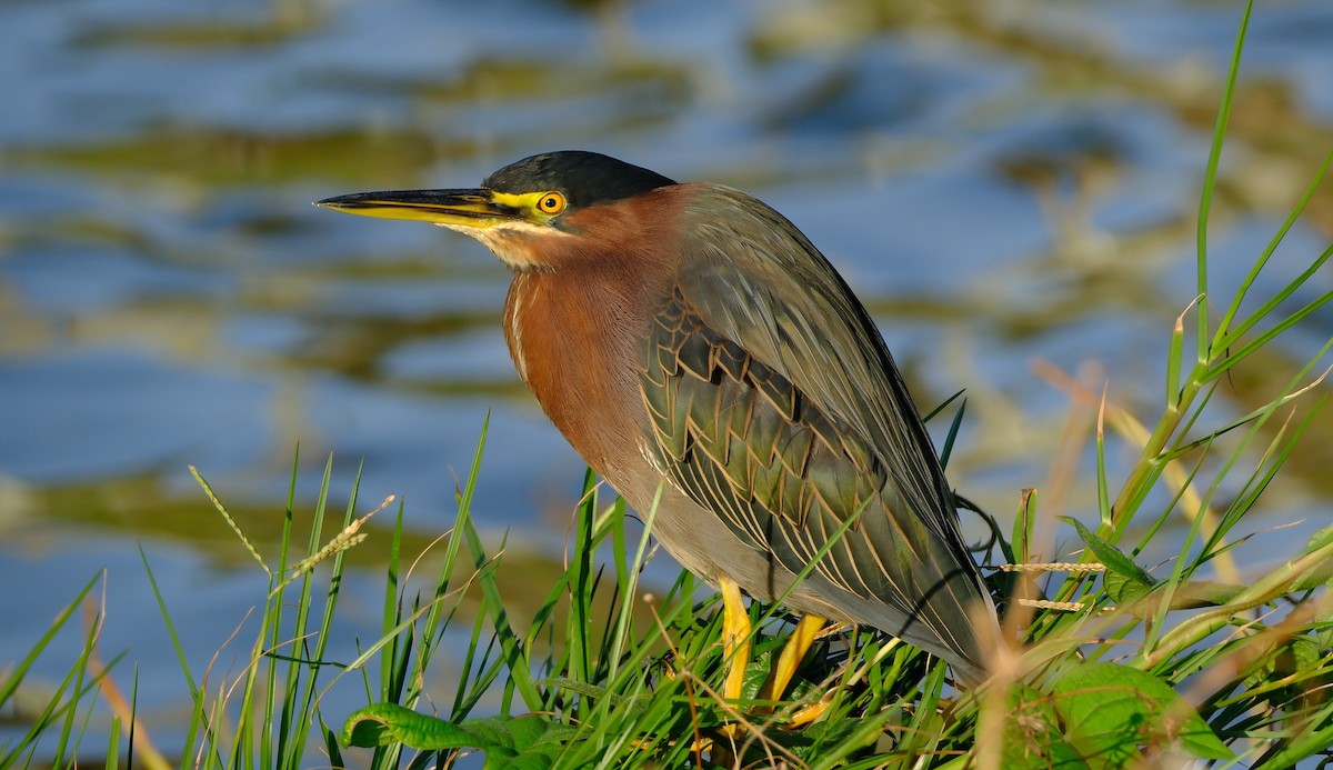 Green Heron - ML645372910