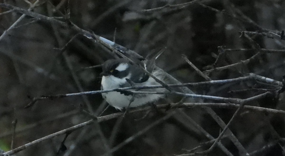 Black-throated Gray Warbler - ML645372914