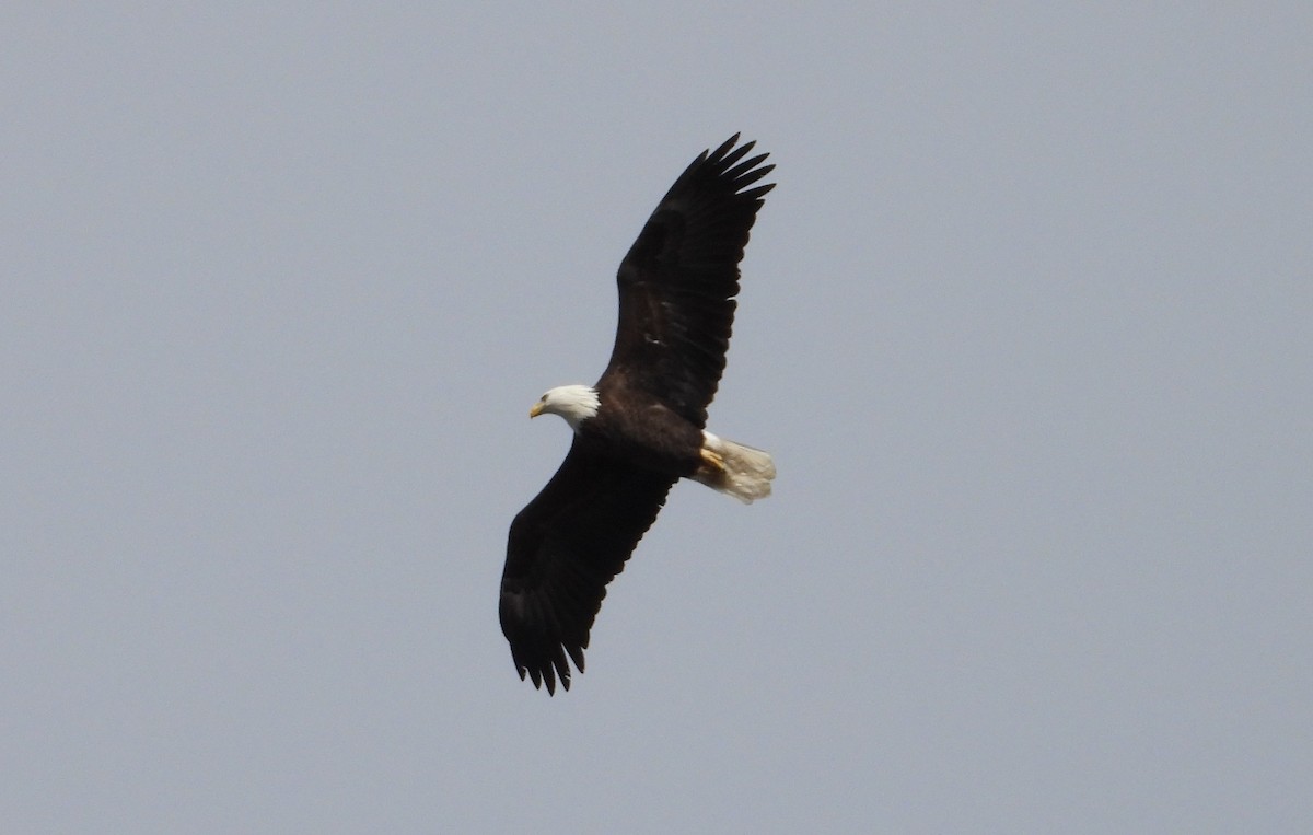 Bald Eagle - ML645372921
