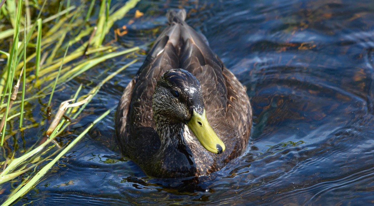 American Black Duck - ML645372923