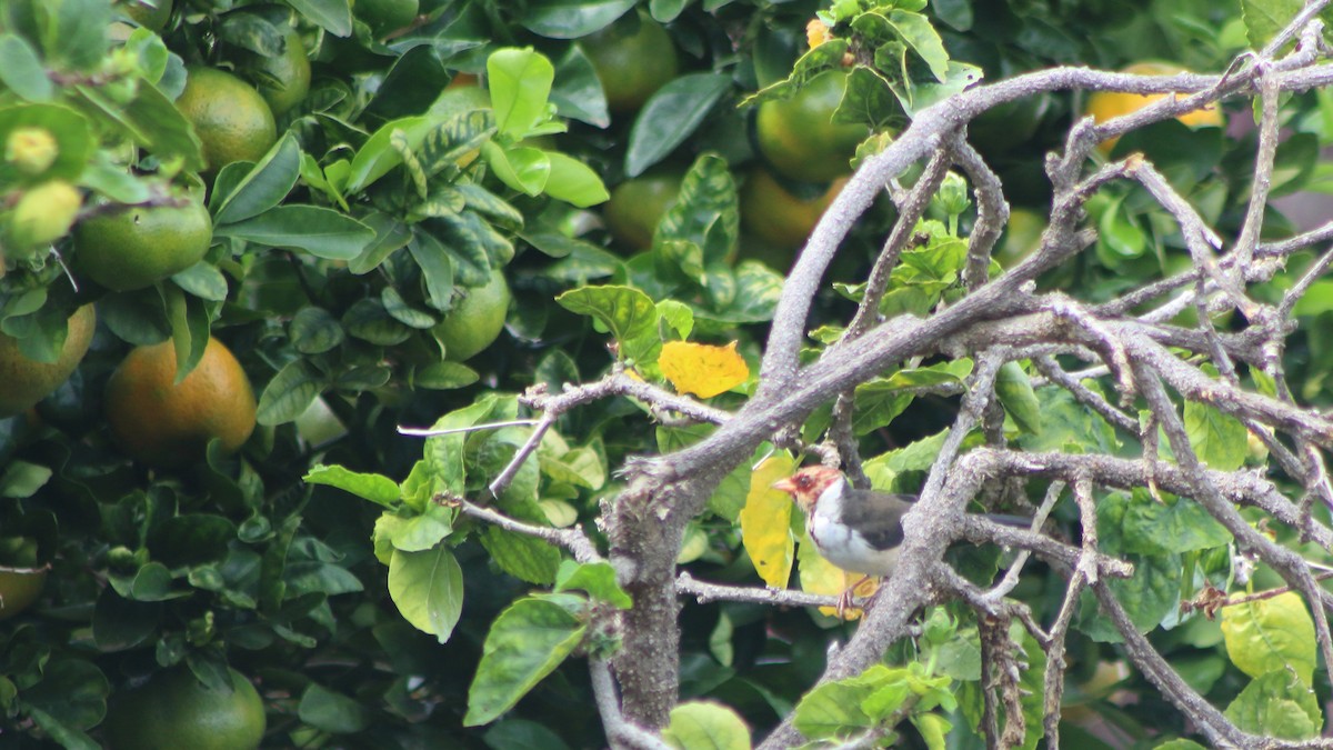 Yellow-billed Cardinal - ML645372930