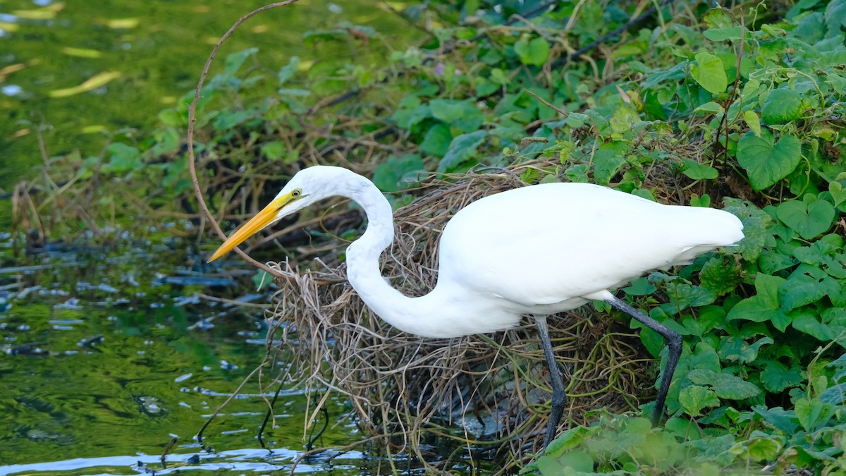 Цасч дэглий - ML645372931