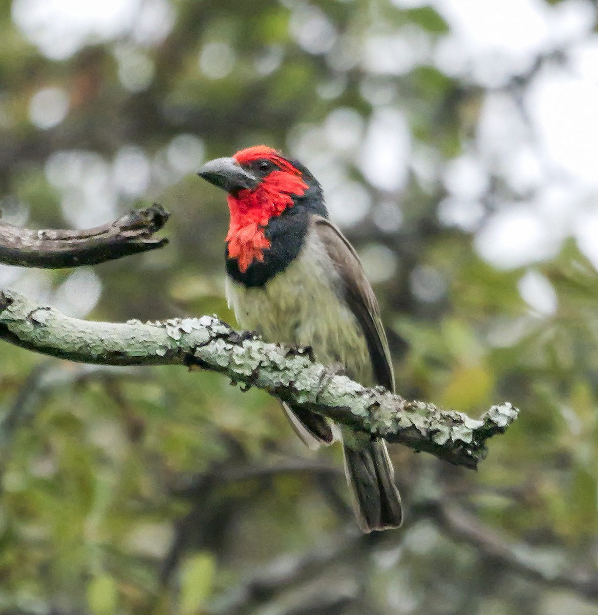 Black-collared Barbet - ML645372934