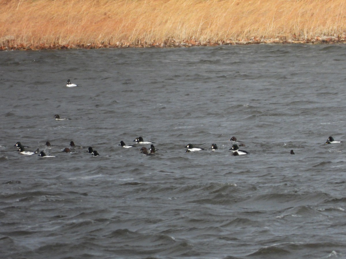 Common Goldeneye - ML645372937