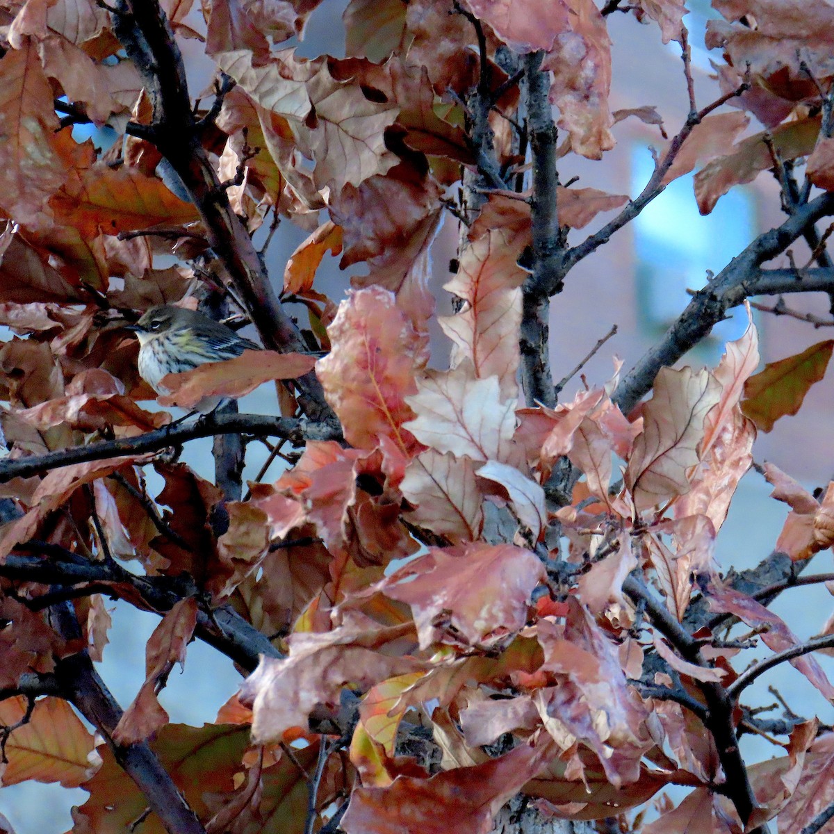 Yellow-rumped Warbler - ML645372938