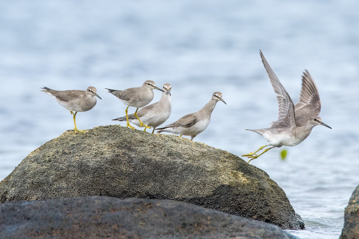 Gray-tailed Tattler - ML645372939