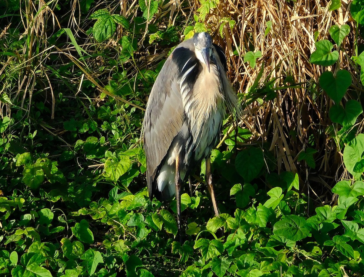 Great Blue Heron - ML645372947