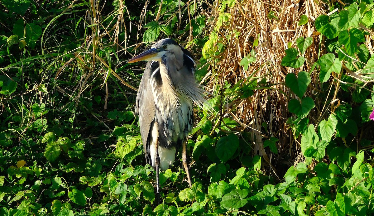 Great Blue Heron - ML645372965
